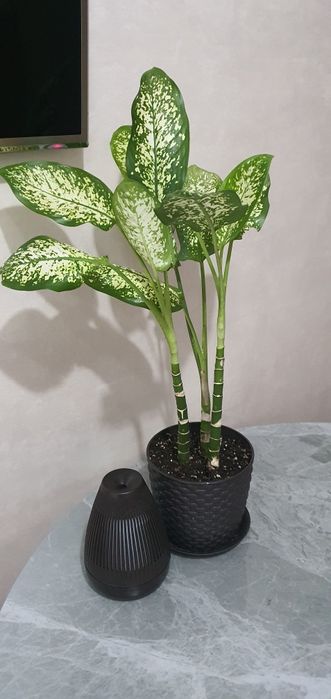 Продам Диффенбахию