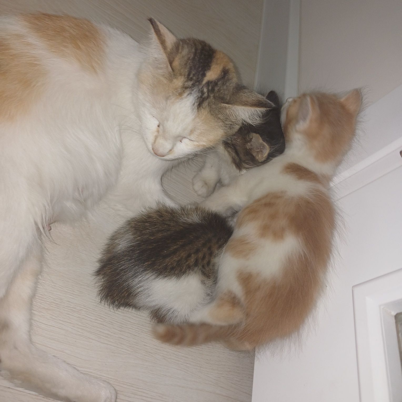 Отдам даром семью кошки и котят в добрые руки