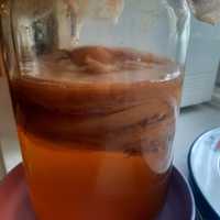 Чайный гриб -целительный напиток