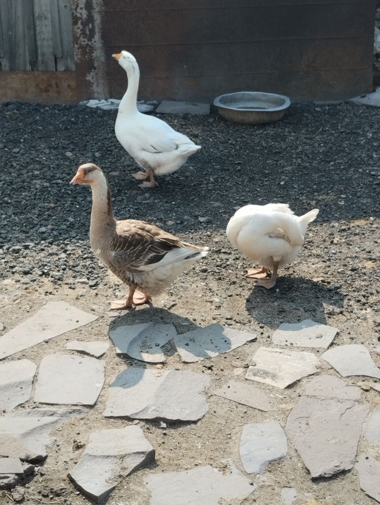 Продам домашних гусей
