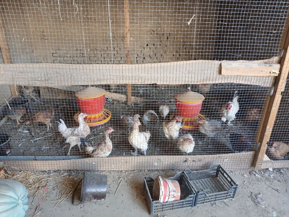 Домашние куры. Уй товуклари