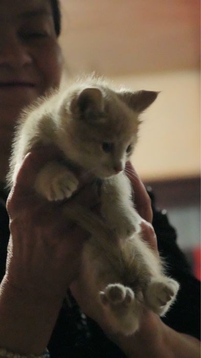 Отдаю даром котиков