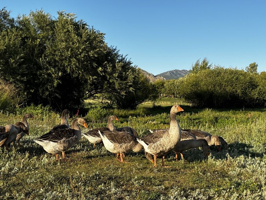 Гуси породы Крупная серая