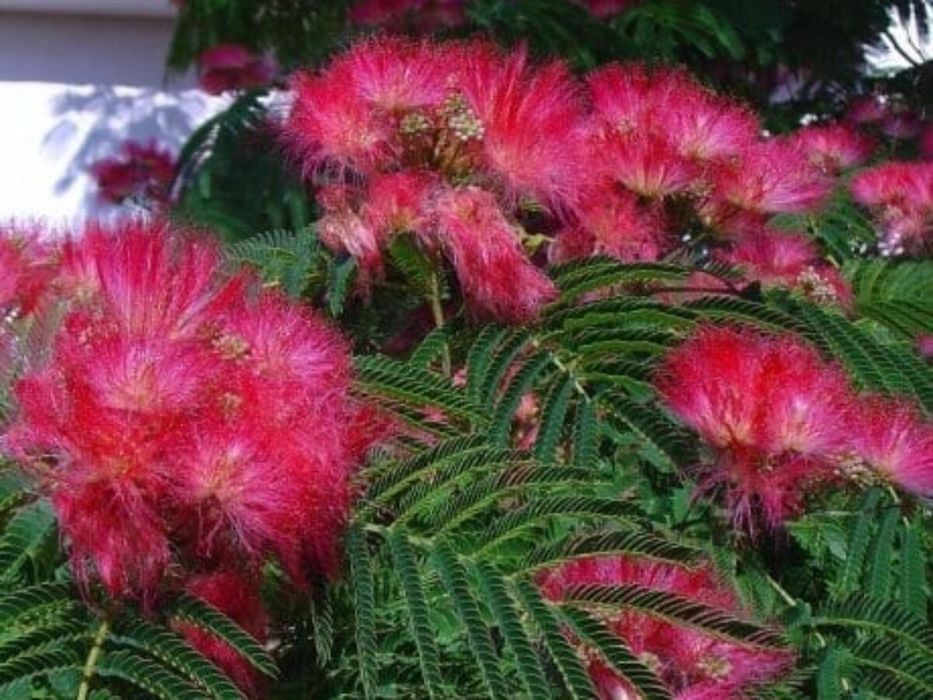 Albitia (Arborele De Mătase)