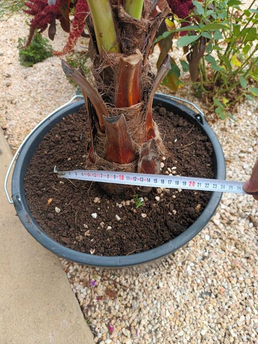 Брахея Армата,Мексиканска Синя Палма