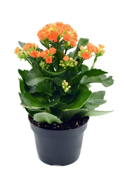 Kalanchoe planta decorativă