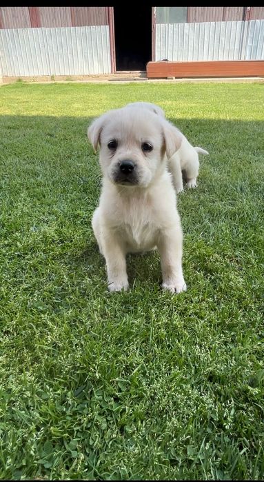 Donez labrador retriever