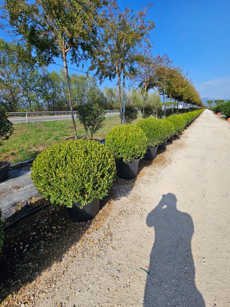 Buxus globular toate dimensiunile