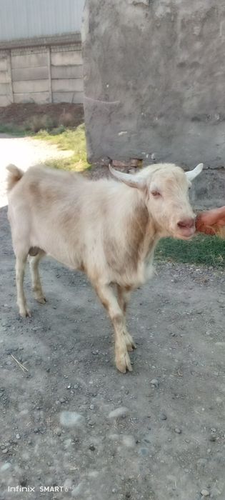 Огул коз (куштиришга), Темпераментный!