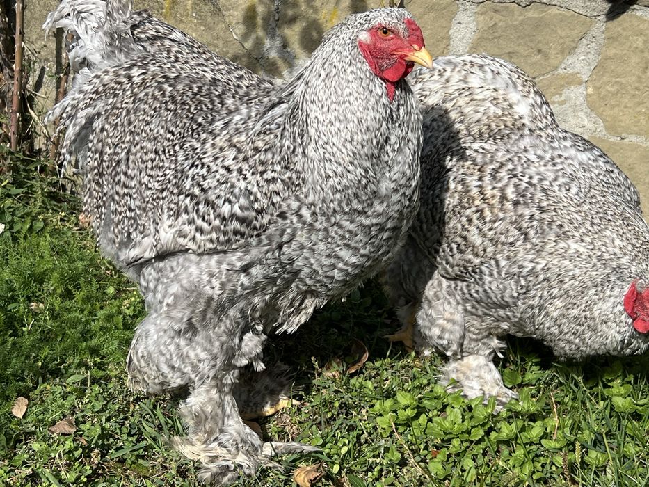 Продавам петли порода Брама – кукувича и сплаш