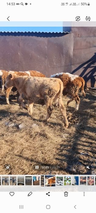 продам тилят 11111