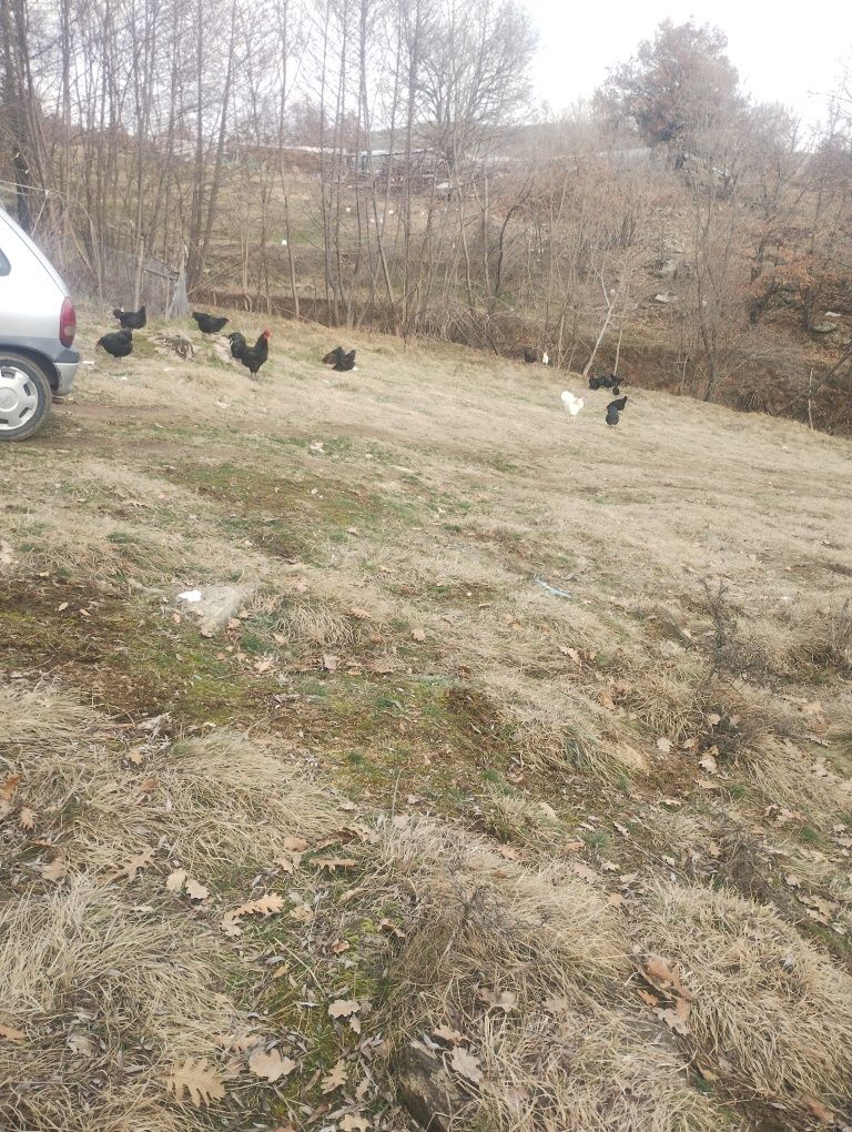 Буркан пилешко месо