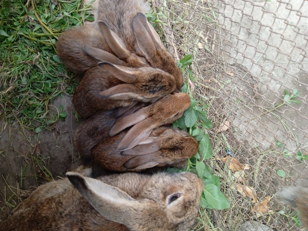 Продаются крольчата