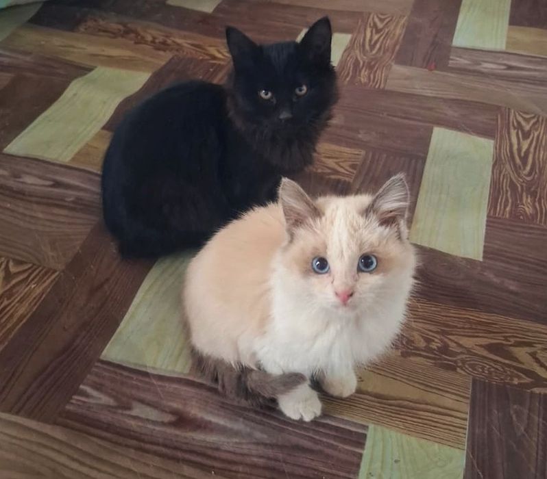 Бесплатно котята (девочки)