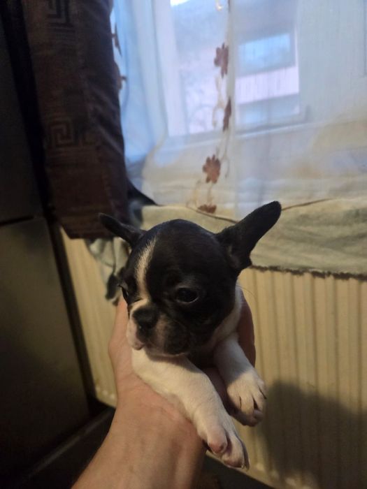 Vănd cătelusi Buldog Francez rasă pură