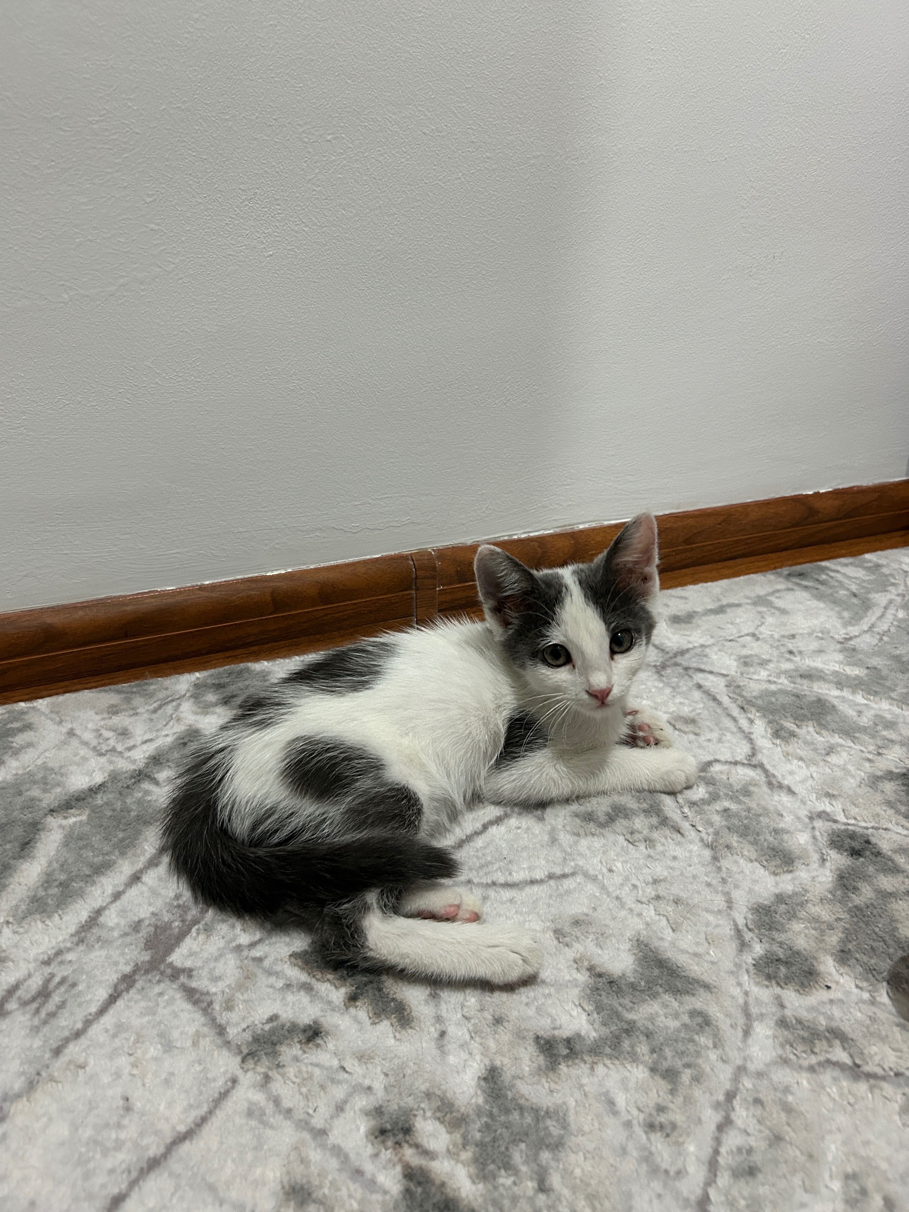 котенок 2.5 месяца