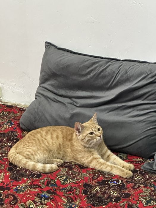 Отдам кошку в добрые руки!