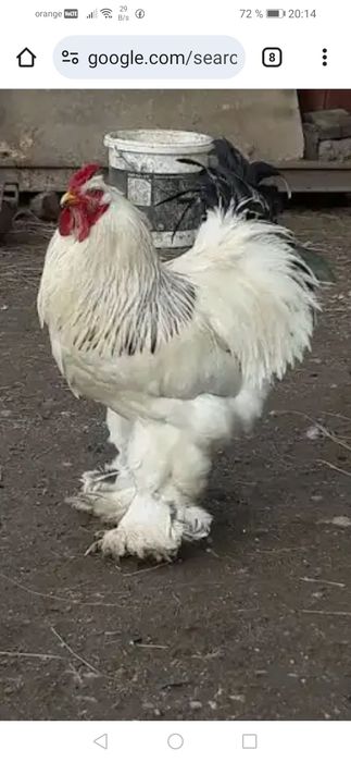 Găină  Brahma si cocoș