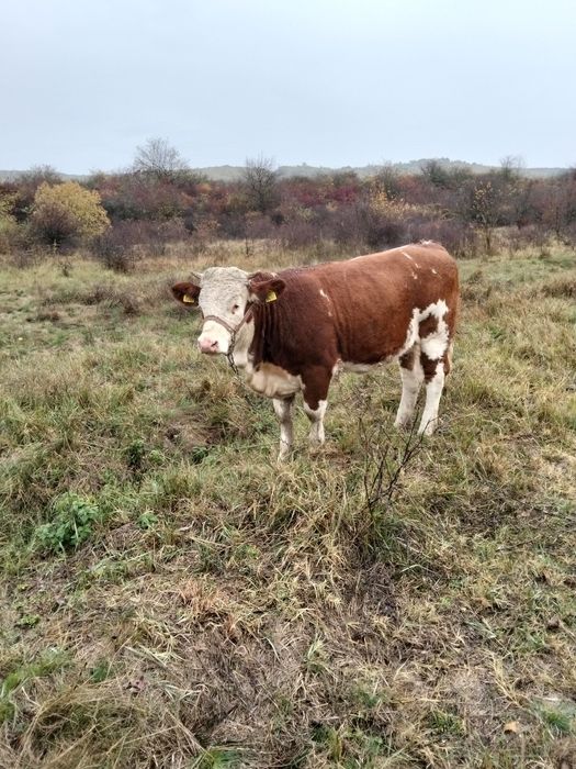 De vânzare juninca bălțată românească de 11 luni din vaca buna de lapt