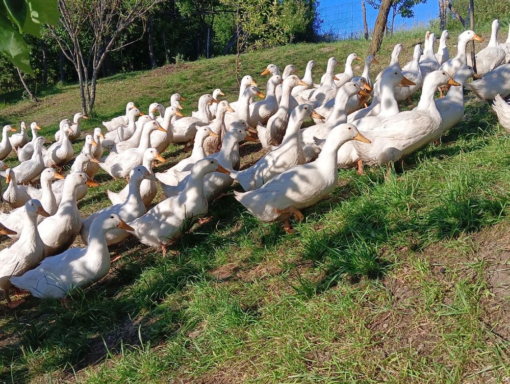 Rațe pekin de vânzare
