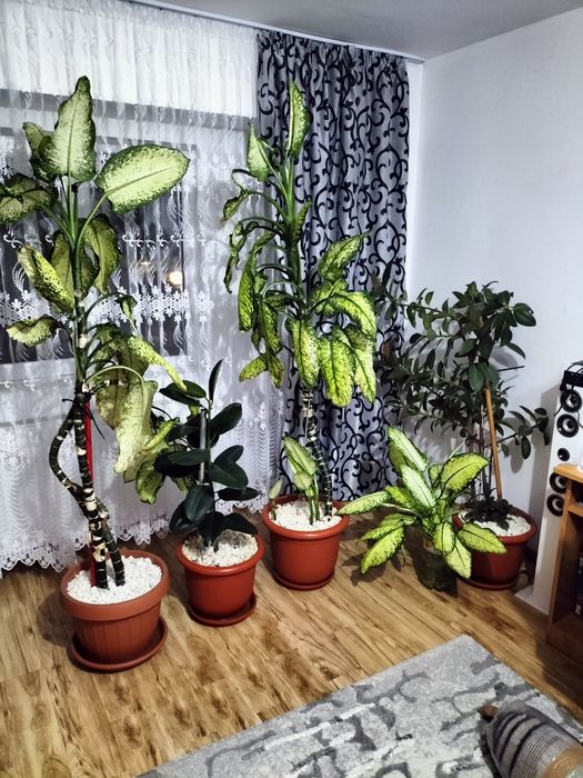 Vând flori 3 ghivece naturale ficus 2 și trandafir japonez