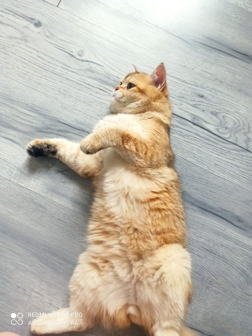 Кот британский Скотиш Страйт
