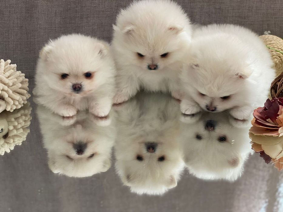 Продам щенков померанского шпица