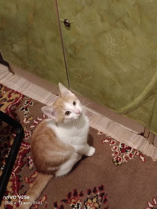 Қыз мысық кошкаа