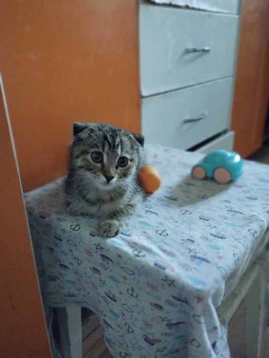 Вислоухая красивая кошечка