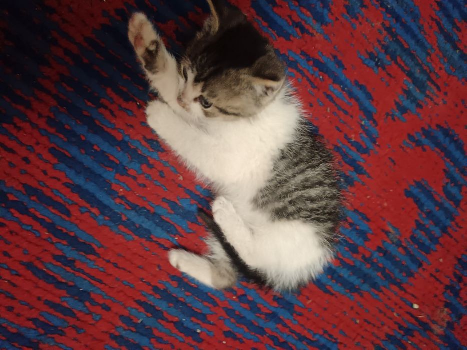 Ofer gratuit spre adopție 2 pisicute