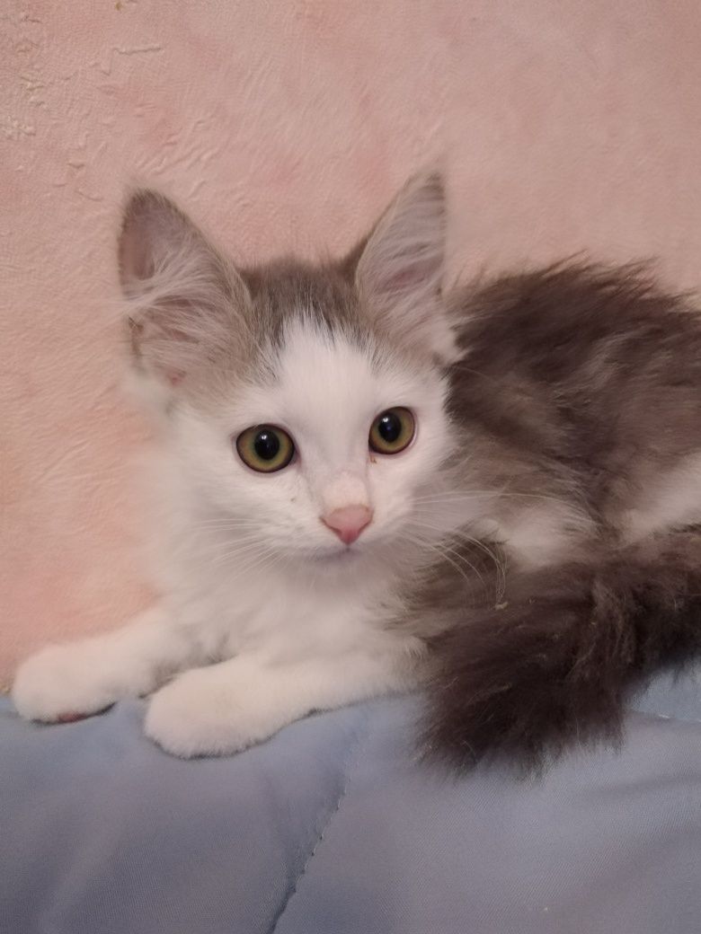 Отдам красивых,пушистых котят