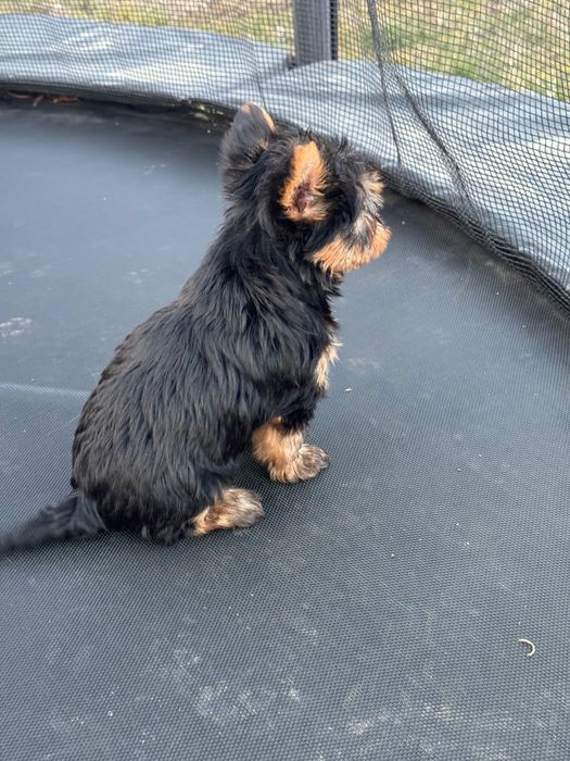 Yorkshire Terrier mini Toy