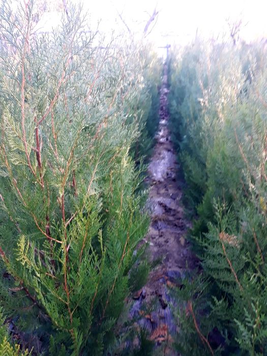 Tuia biota conifer pt garduri vii