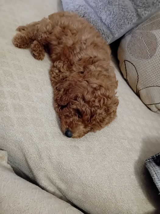 Куче Пудел той..