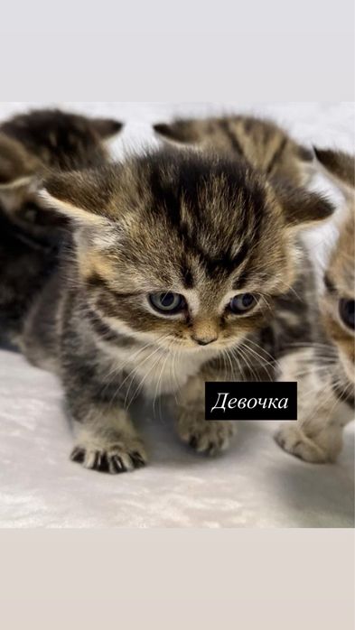 Котята (британские прямоухие)