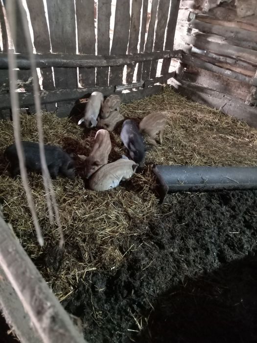 Продам поросят мангалы 2 месяца