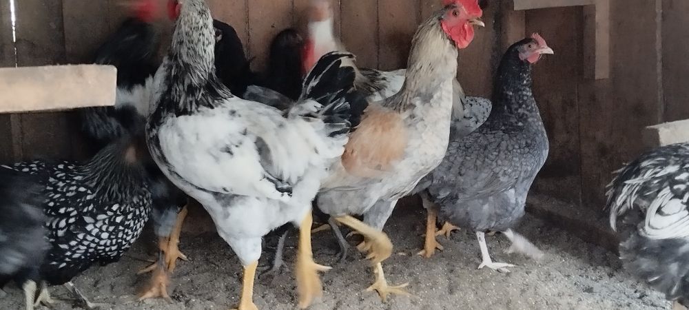 Cocosi de vanzare