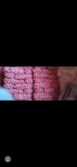 Cartof consum alb sí rosu