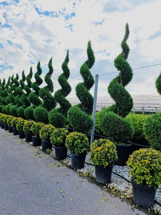 Pom pon! Spirala! Eunimus globular!