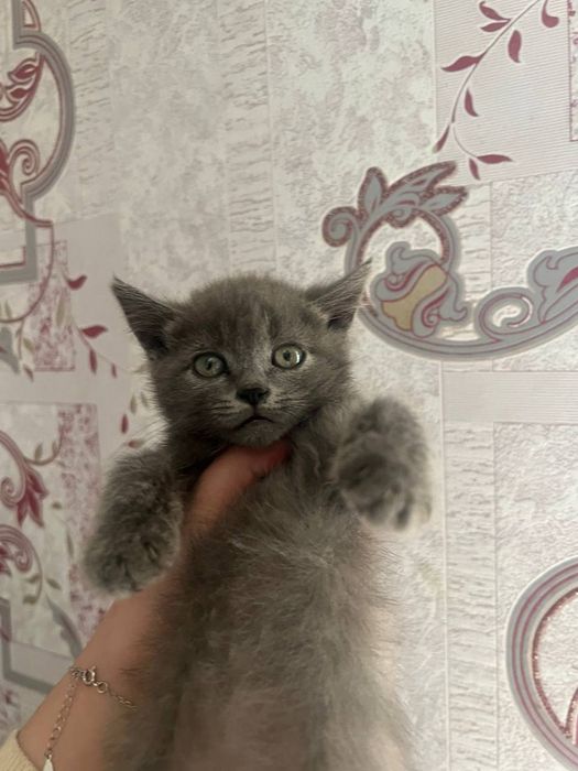 котенок 1.5 месяца.