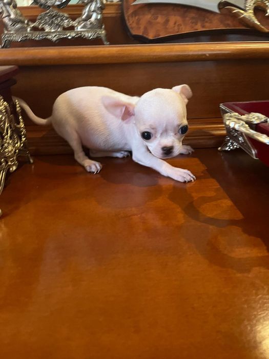 Fetiță Chihuahua