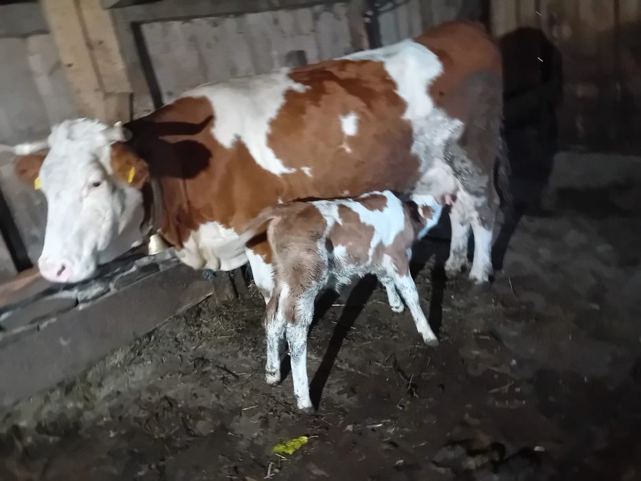 Vând vacă și vițel