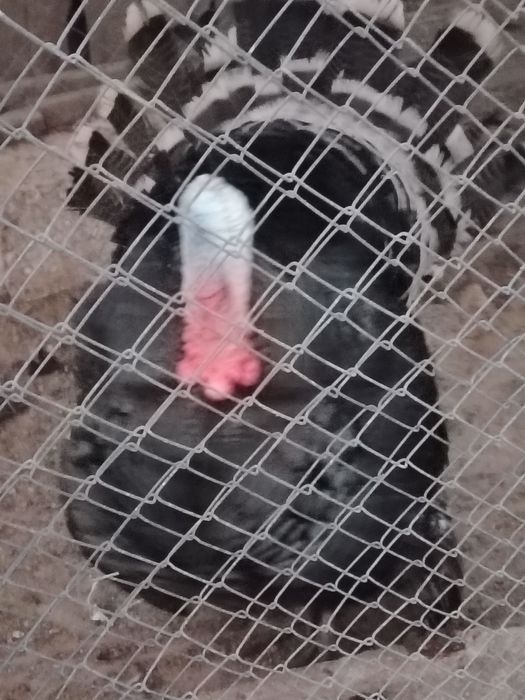 Продам индюков большие