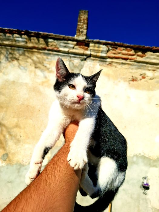 Donez 6 pui de pisicuțe