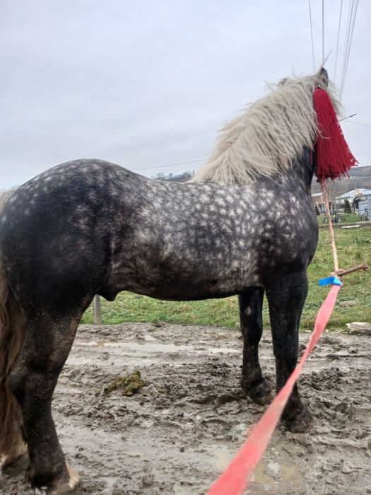 De vânzare armăsar