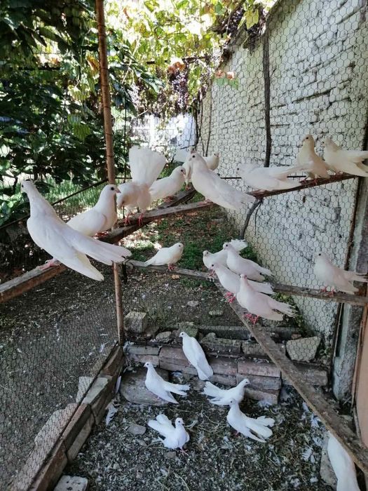 Продавам млади старозагорски бели гълъби