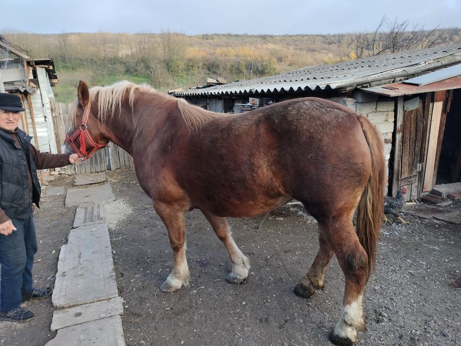 Iapă roaibă și căruță