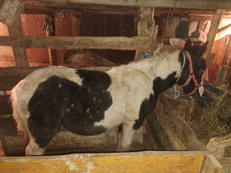 Продам жабагы в рассрочку до 24х месяцев