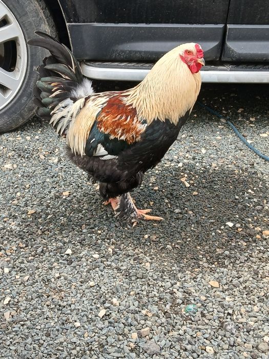 Cocoși brahma tineret