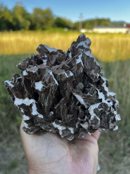 Flori de minâ de vanzare pentru de la la telefon